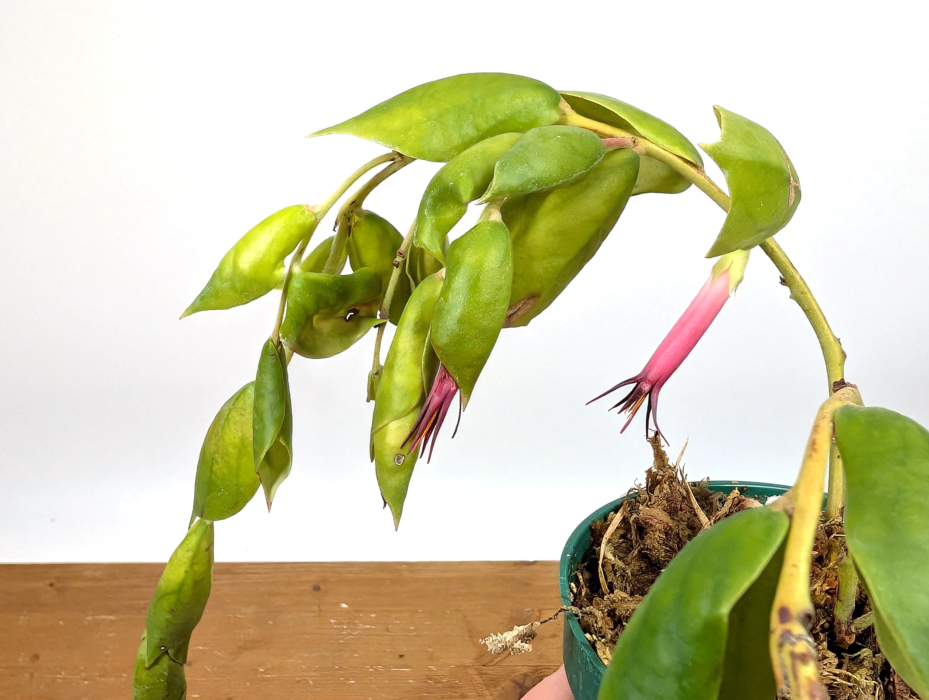 Ceratostema Gualaquizensis var. tubularis