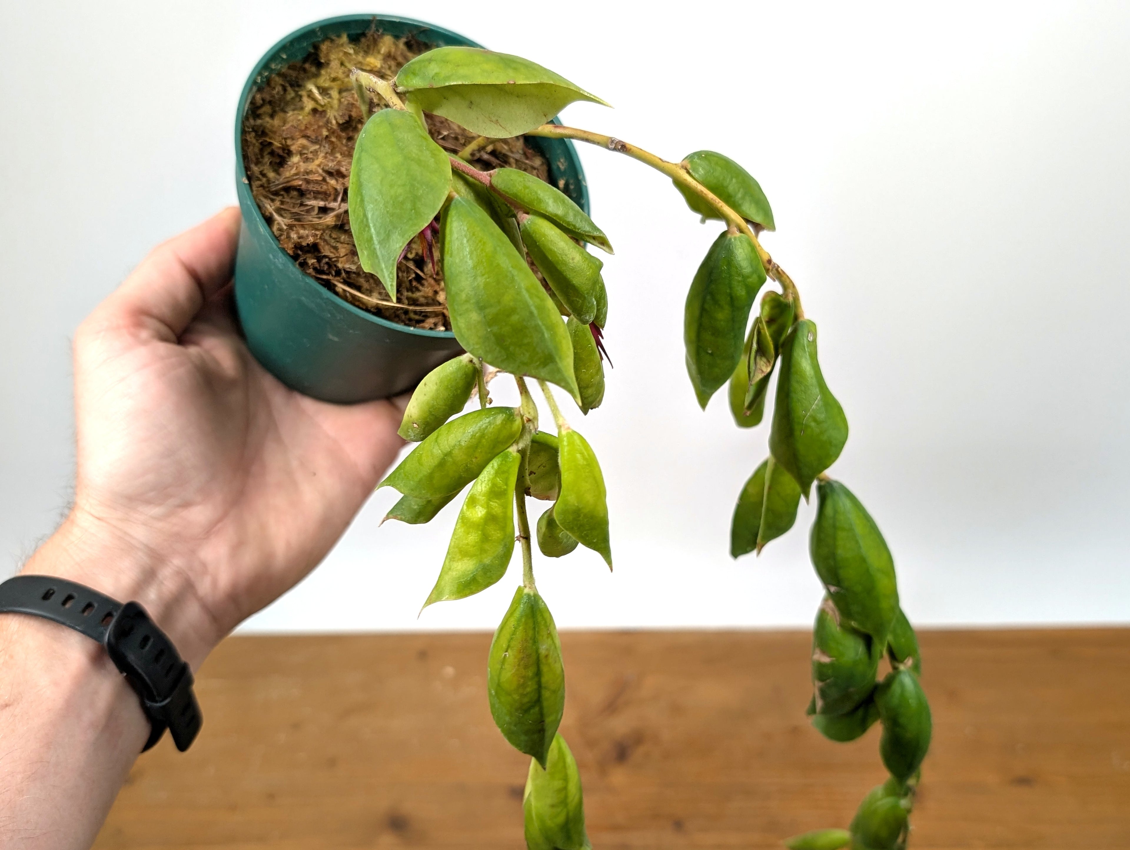Ceratostema Gualaquizensis var. tubularis