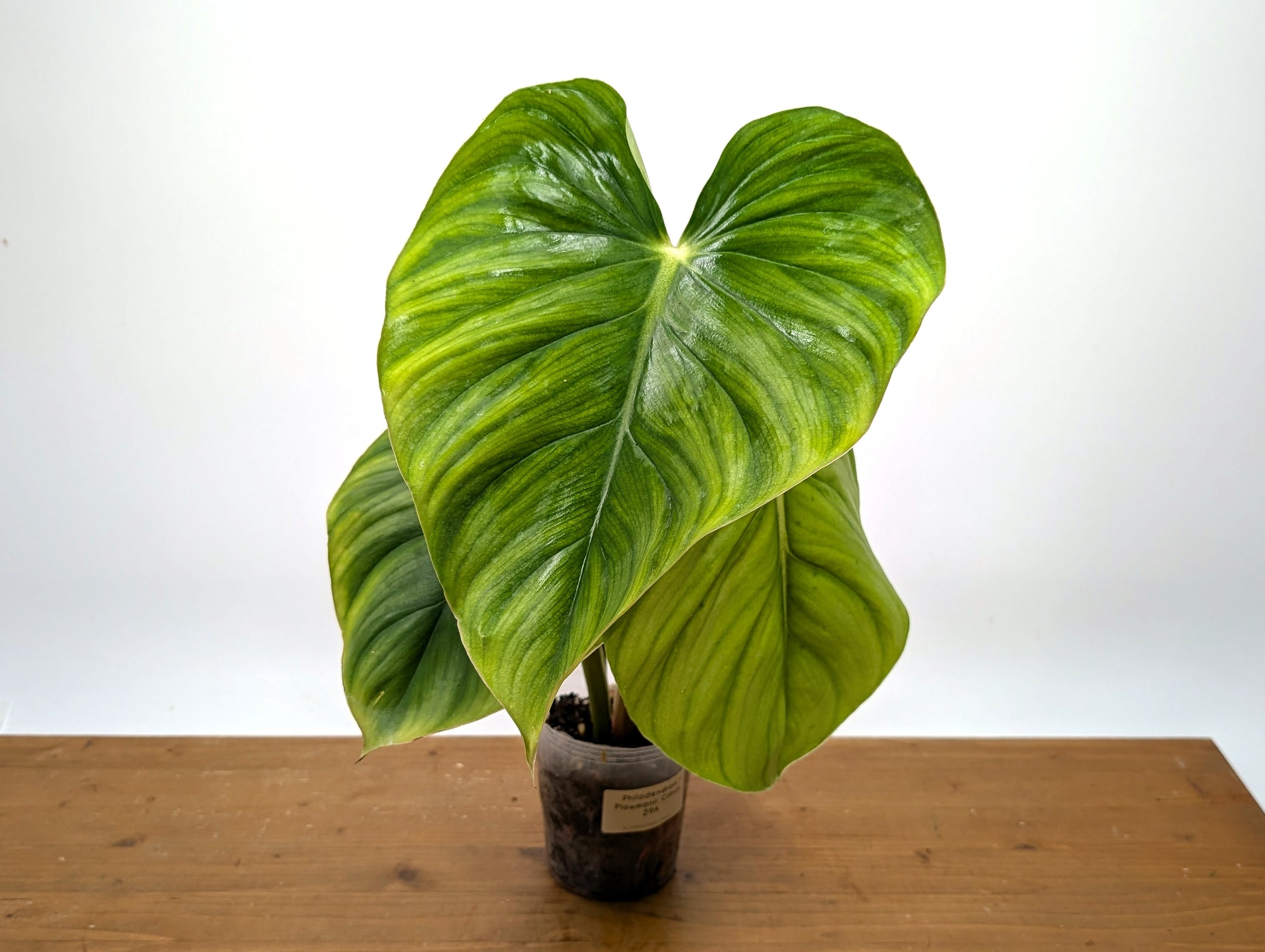 philodendron plowmanii Philodendron Plowmanii var. Citrus – Plantamani Plants