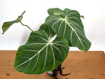 Philodendron Gloriosum 'Zebra'