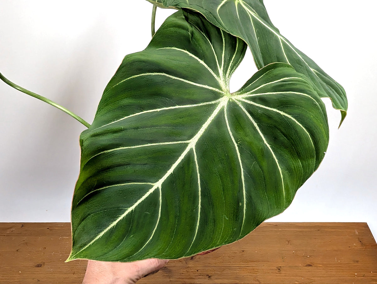 Philodendron Gloriosum 'Zebra'