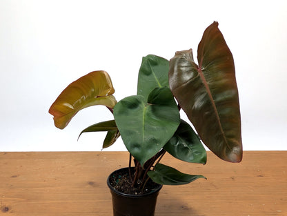 Philodendron Pink Princess x Billietiae