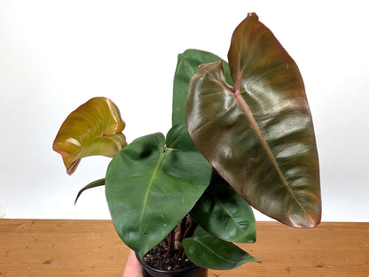 Philodendron Pink Princess x Billietiae