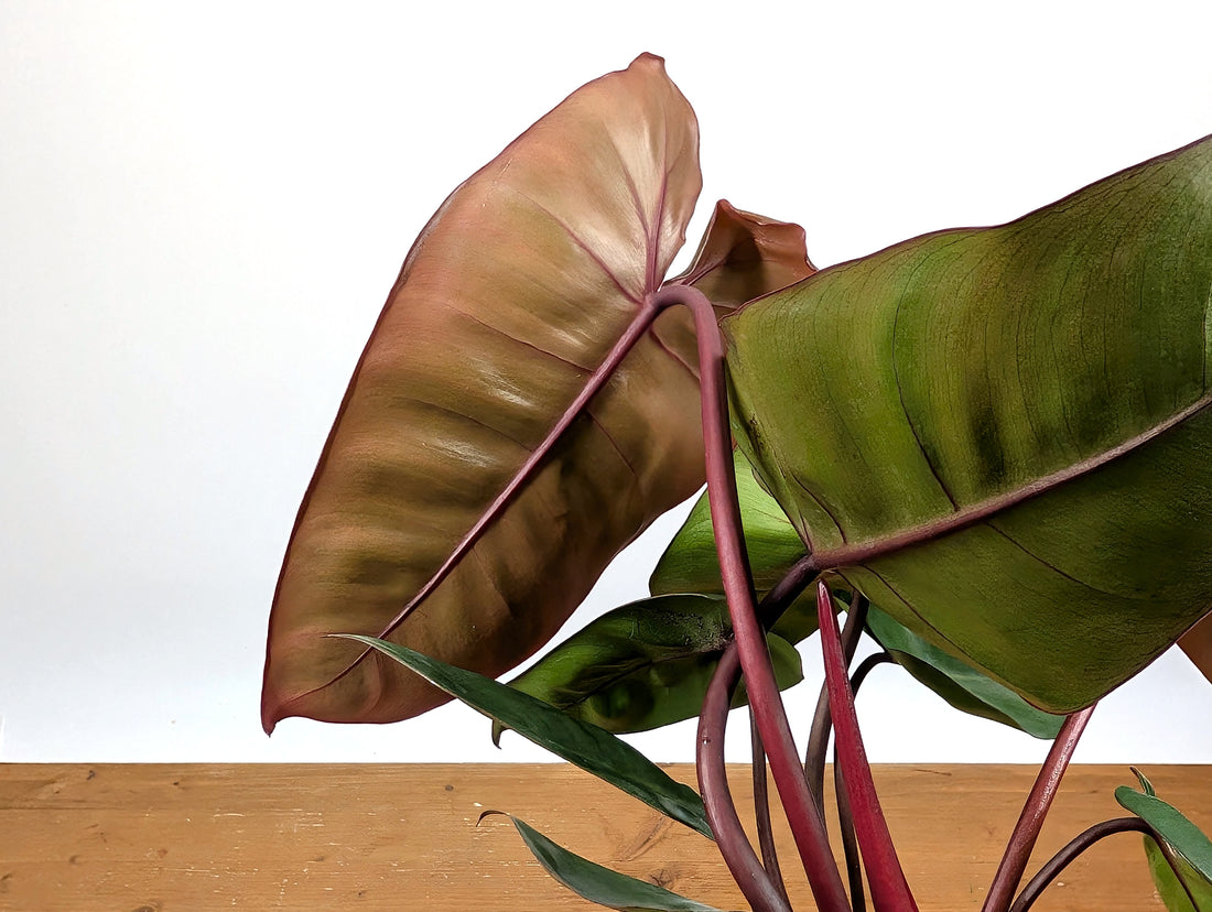 Philodendron Pink Princess x Billietiae