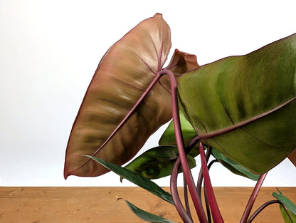 Philodendron Pink Princess x Billietiae