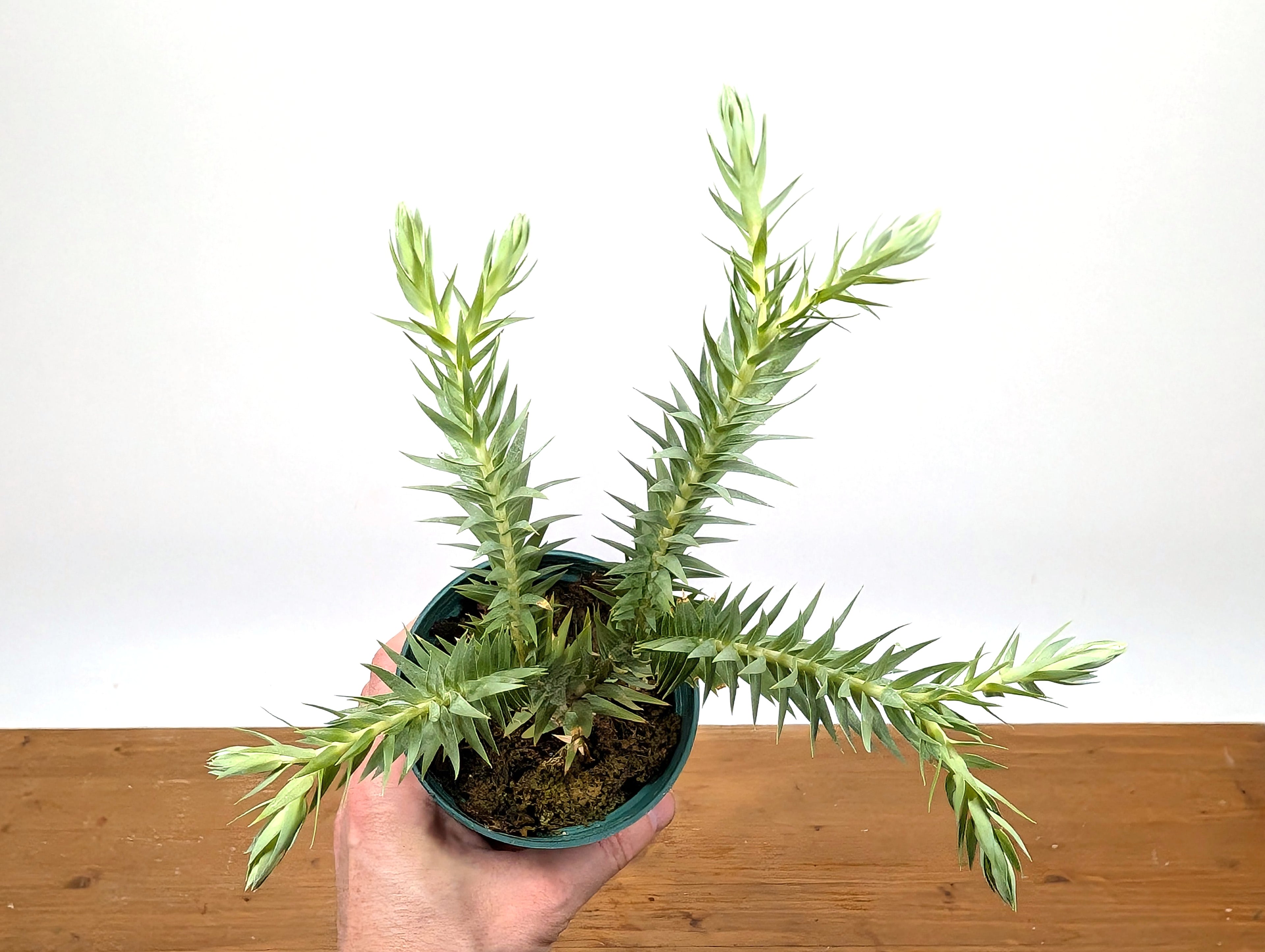 Huperzia Goebelii | Blue Tassel Fern | Goebel&