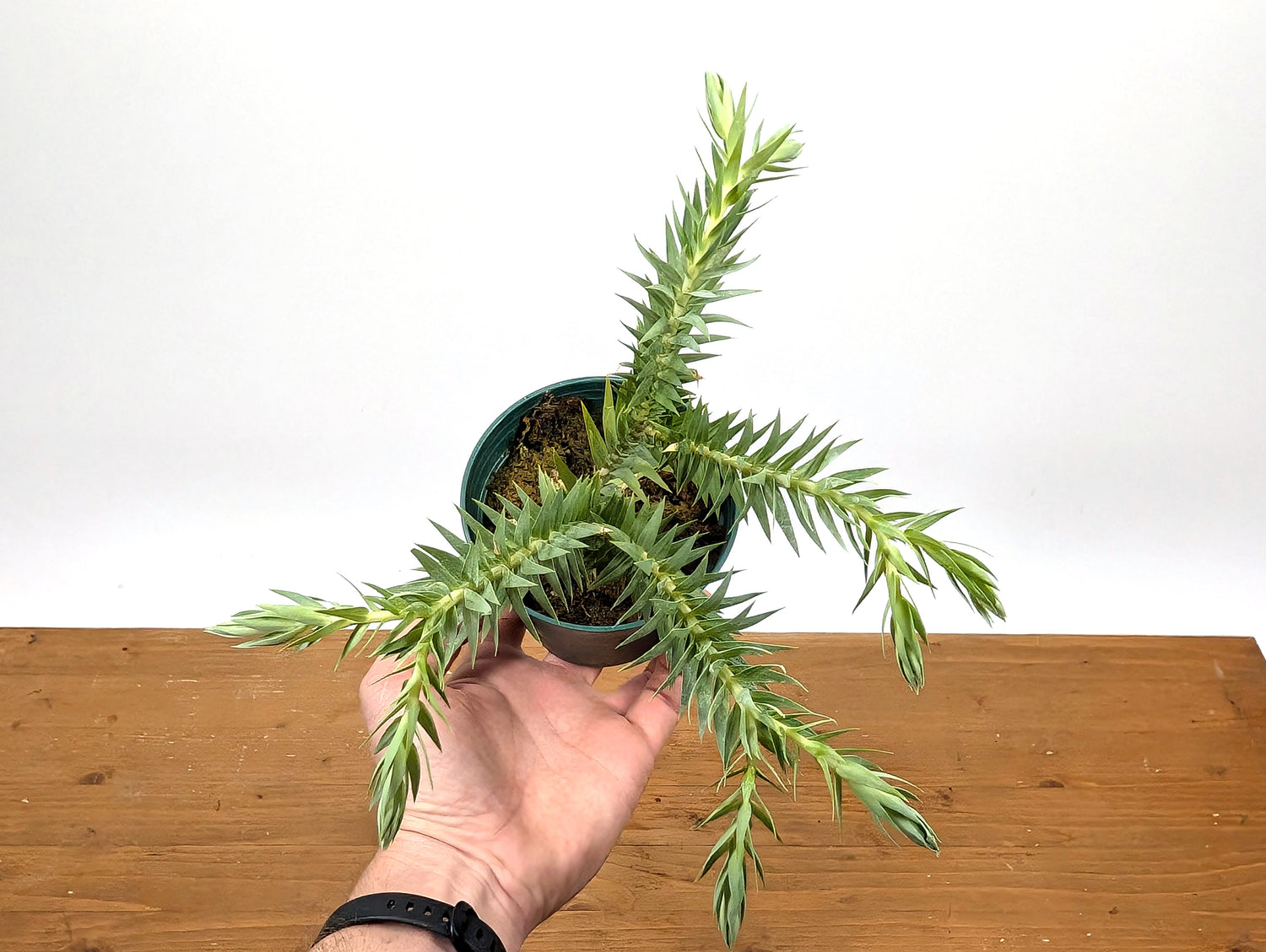 Huperzia Goebelii | Blue Tassel Fern | Goebel&