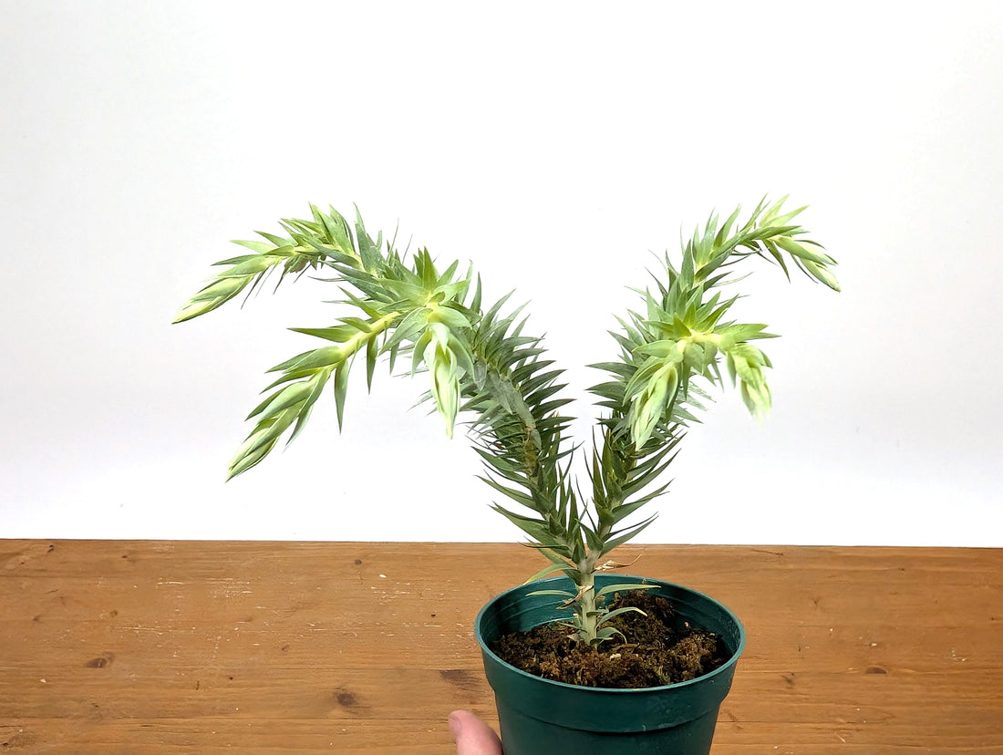 Huperzia Goebelii | Blue Tassel Fern | Goebel&