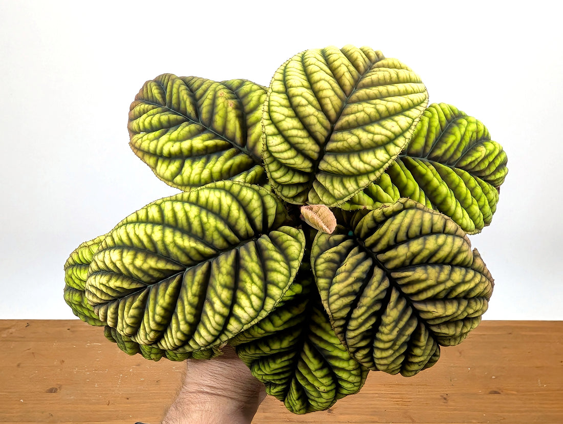 Ardisia Crenata &