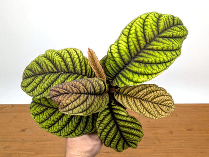 Ardisia Crenata &