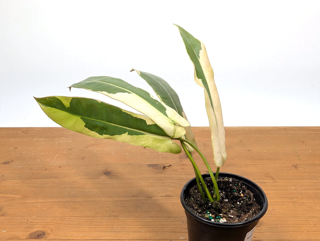Philodendron Atabapoense Variegated - Exact Plant