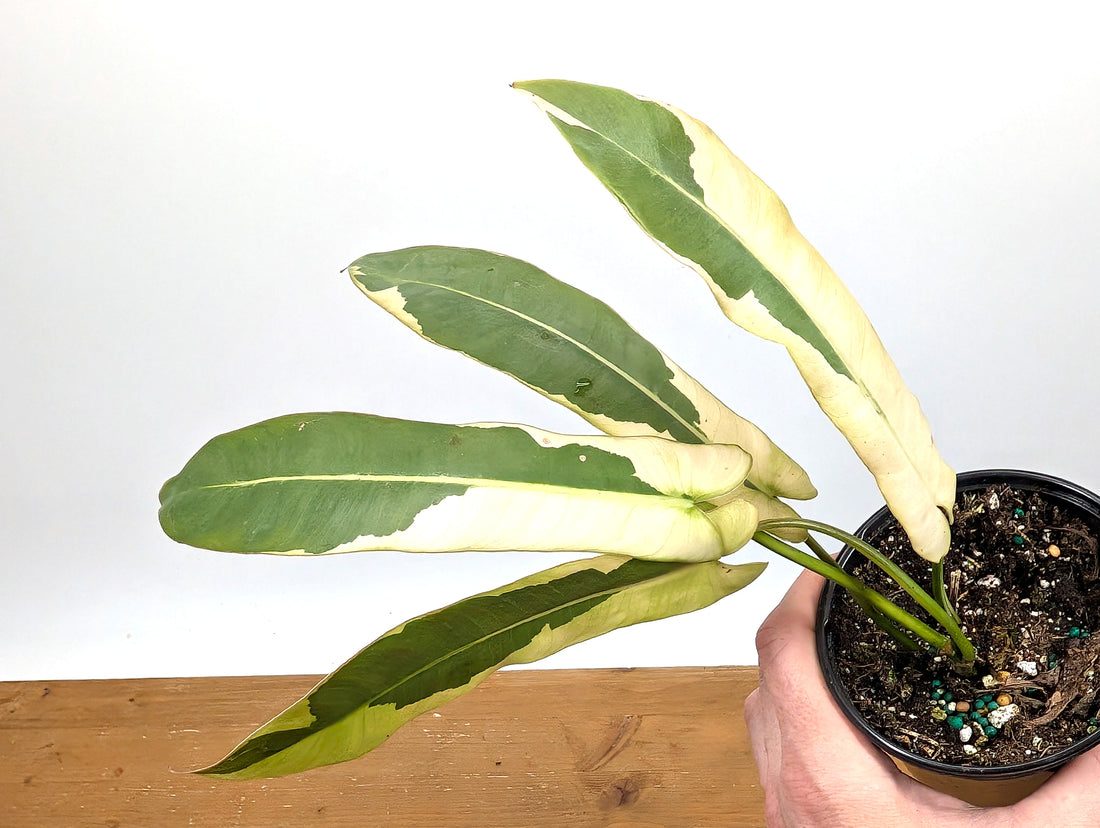 Philodendron Atabapoense Variegated - Exact Plant