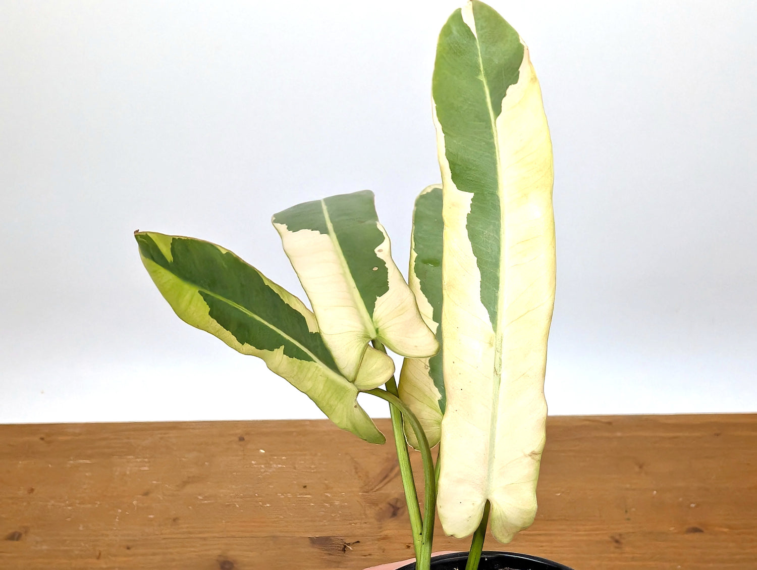Philodendron Atabapoense Variegated - Exact Plant