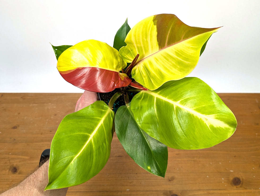 Philodendron Yellow Flame Variegated
