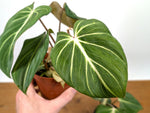 Philodendron Gloriosum 'Zebra'