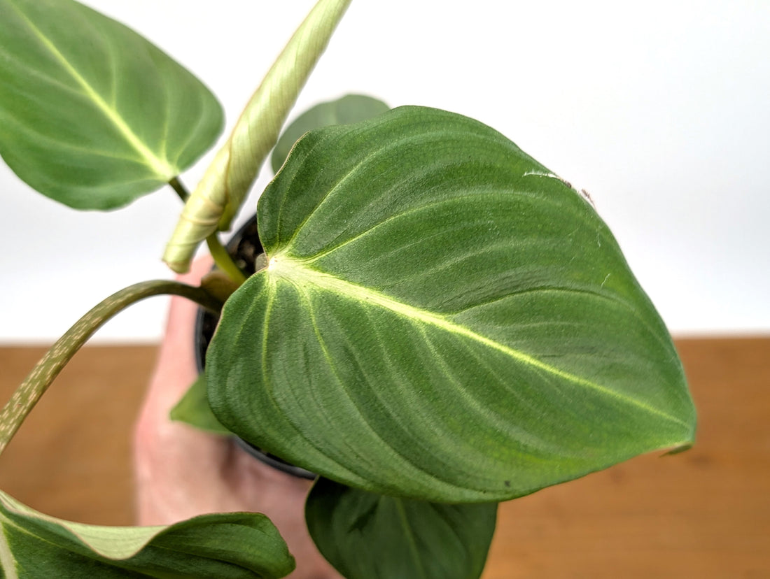 Philodendron Gloriosum