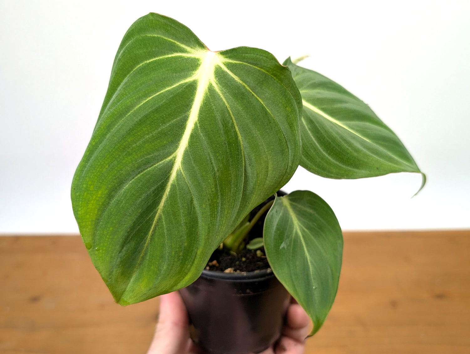 Philodendron Gloriosum