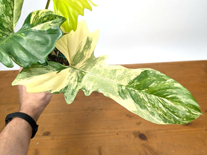 Philodendron Florida Beauty x Mayoi - Exact Plant 