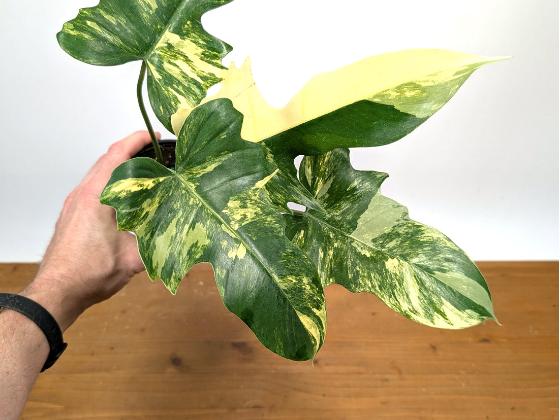 Philodendron Florida Beauty x Mayoi - Exact Plant 