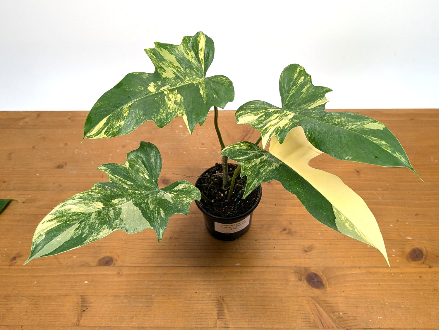 Philodendron Florida Beauty x Mayoi - Exact Plant 