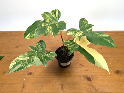 Philodendron Florida Beauty x Mayoi - Exact Plant 