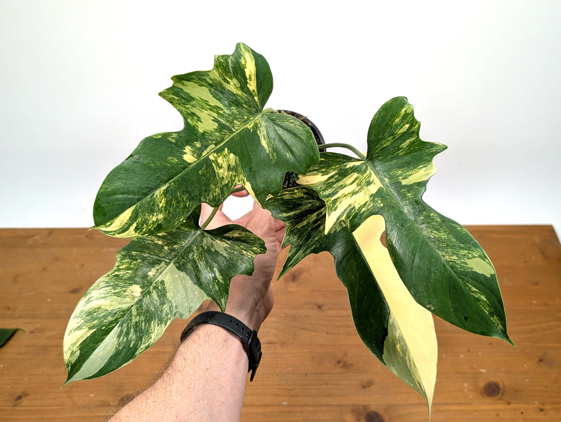 Philodendron Florida Beauty x Mayoi - Exact Plant 