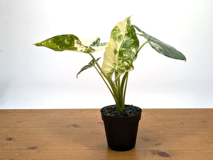 Alocasia Macrorrhiza Variegated