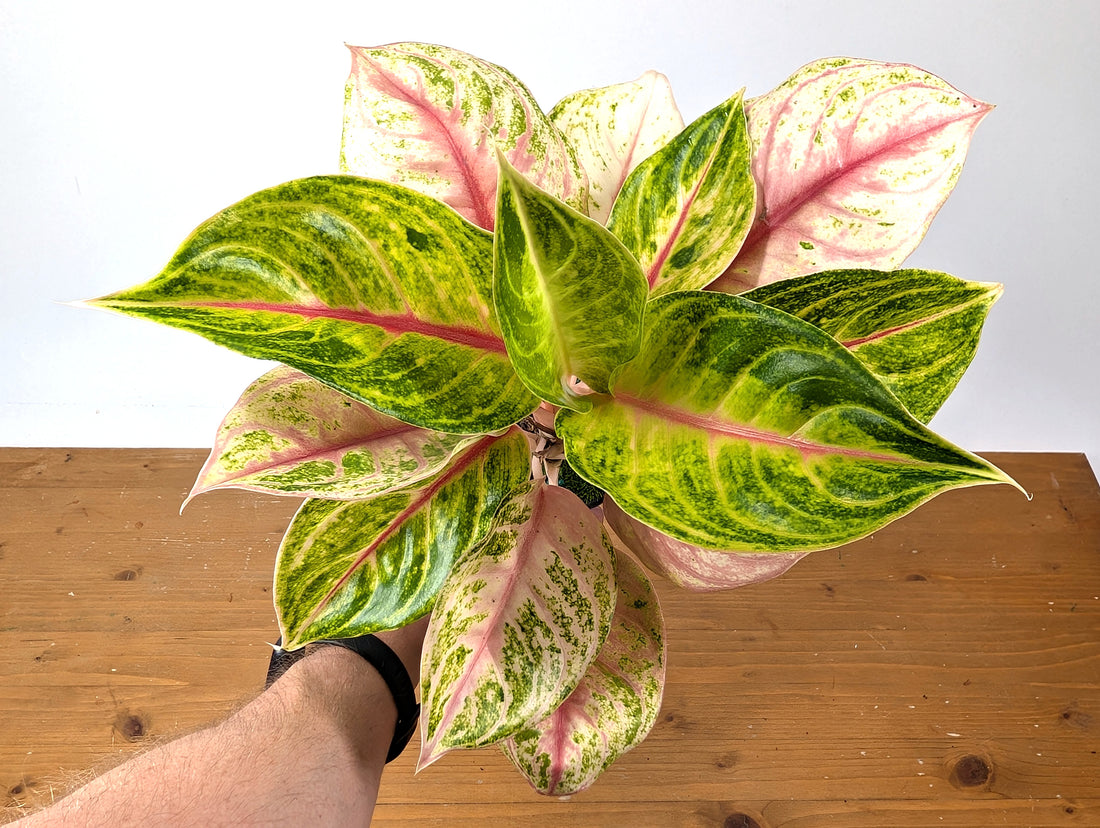 Aglaonema Jackpot