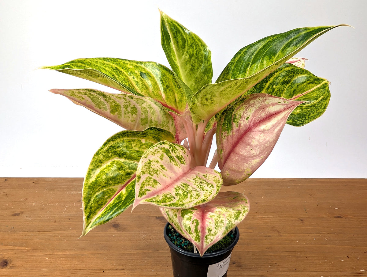 Aglaonema Jackpot