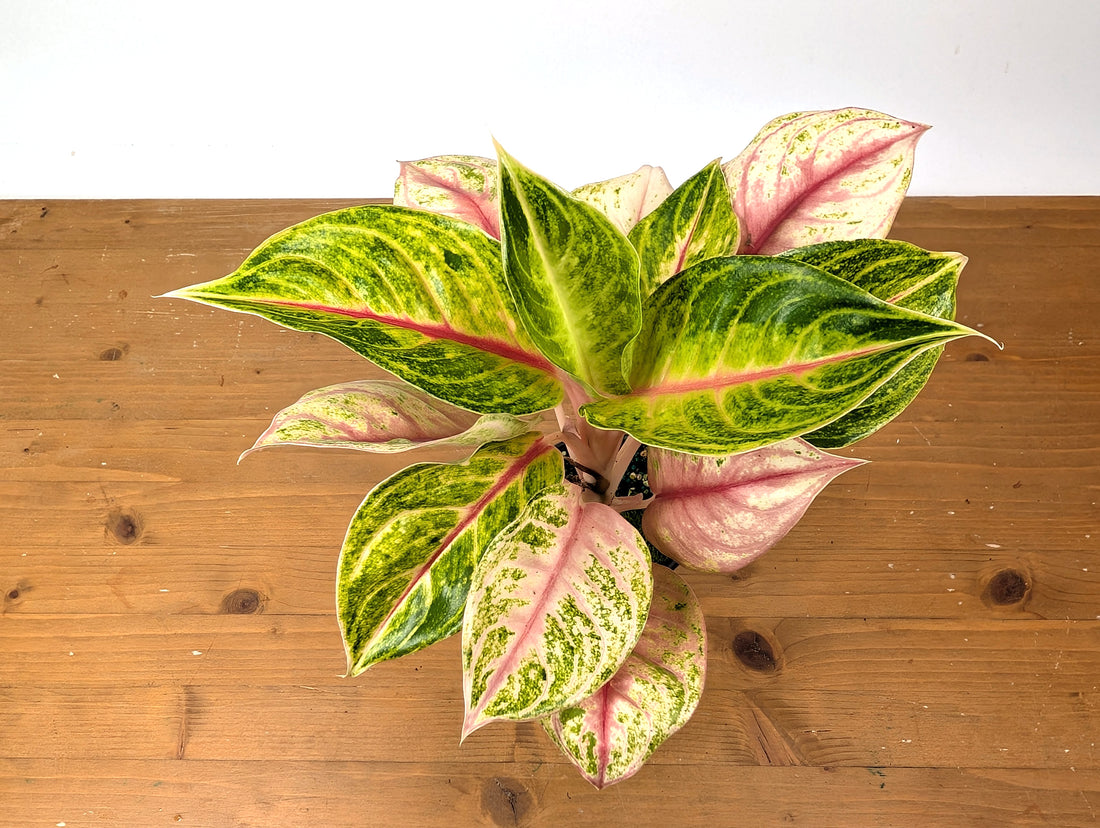 Aglaonema Jackpot