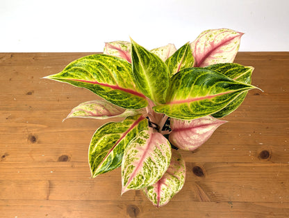 Aglaonema Jackpot
