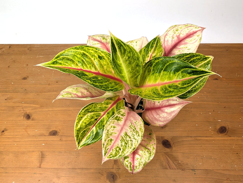 Aglaonema Jackpot