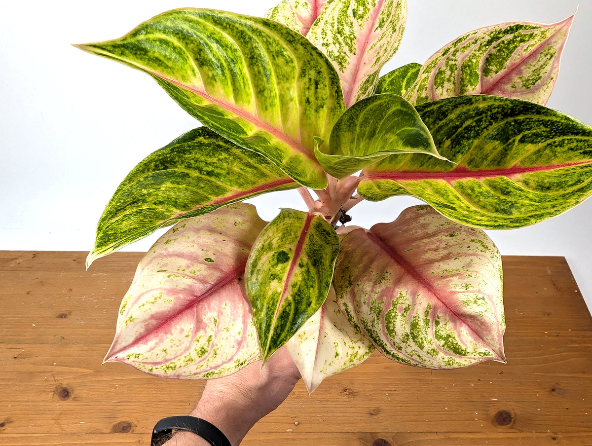 Aglaonema Jackpot