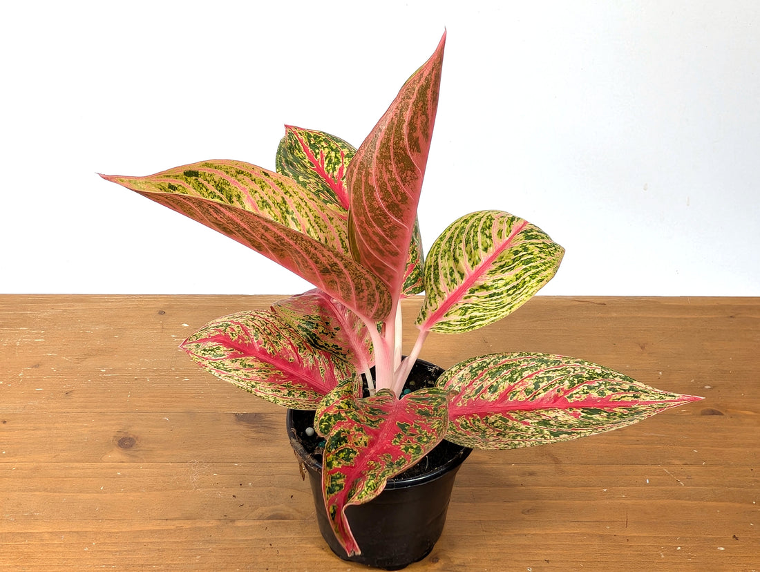 Aglaonema Red Panama