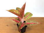 Aglaonema Red Panama