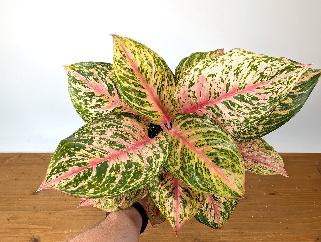 Aglaonema Light Of Diamond