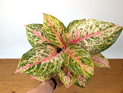 Aglaonema Light Of Diamond