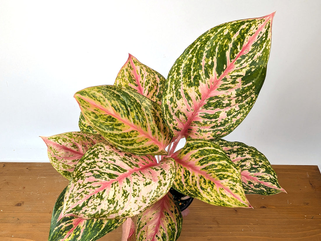 Aglaonema Light Of Diamond