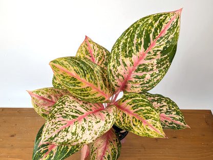 Aglaonema Light Of Diamond