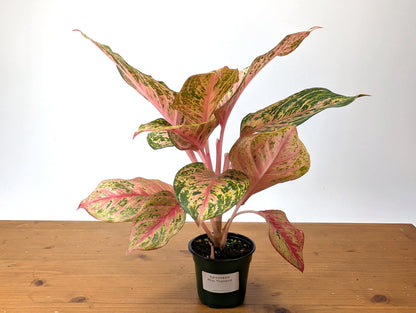 Aglaonema Light Of Diamond
