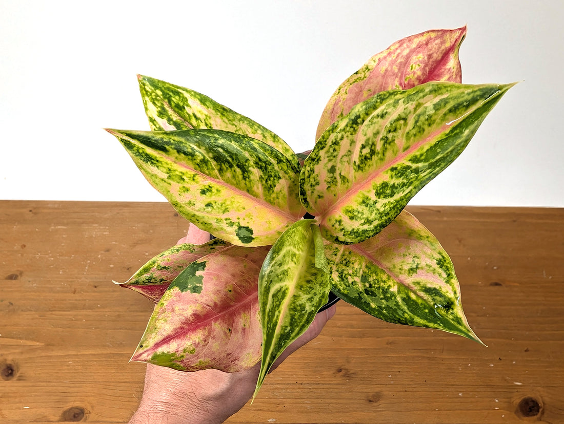 Aglaonema Light Of Diamond
