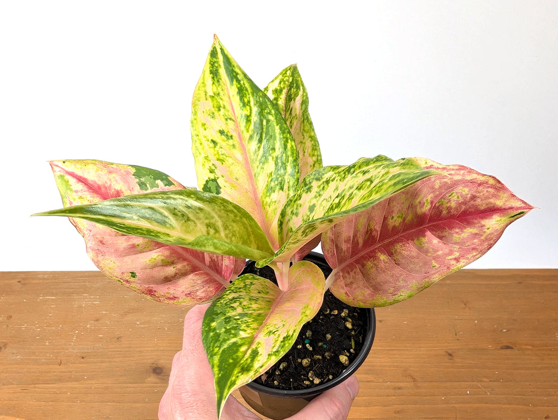 Aglaonema Light Of Diamond
