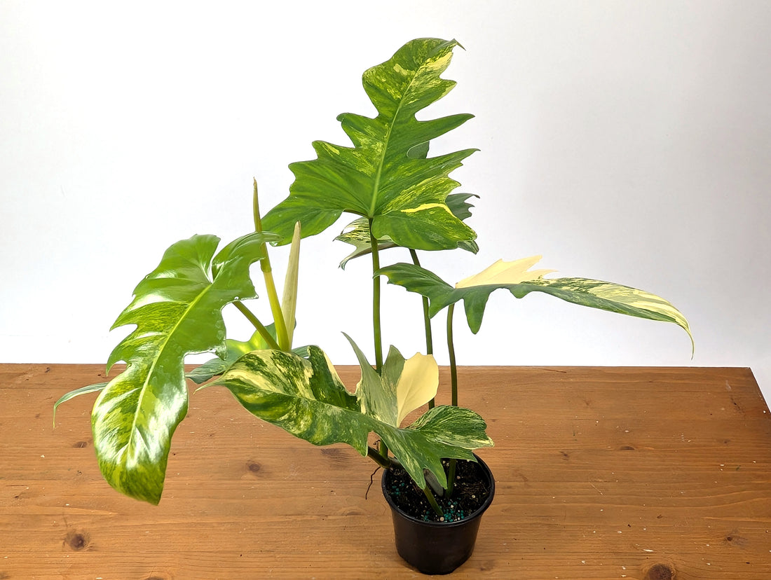 Philodendron Florida Beauty x Mayoi - Exact Plant 