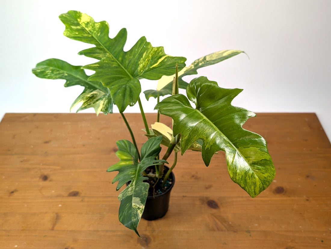 Philodendron Florida Beauty x Mayoi - Exact Plant 