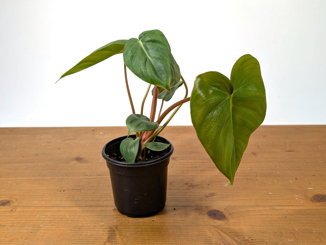 Philodendron Billienum | Billietiae x Pastazanum