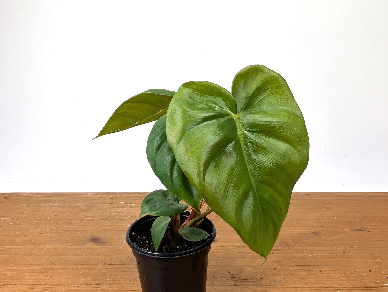 Philodendron Billienum | Billietiae x Pastazanum