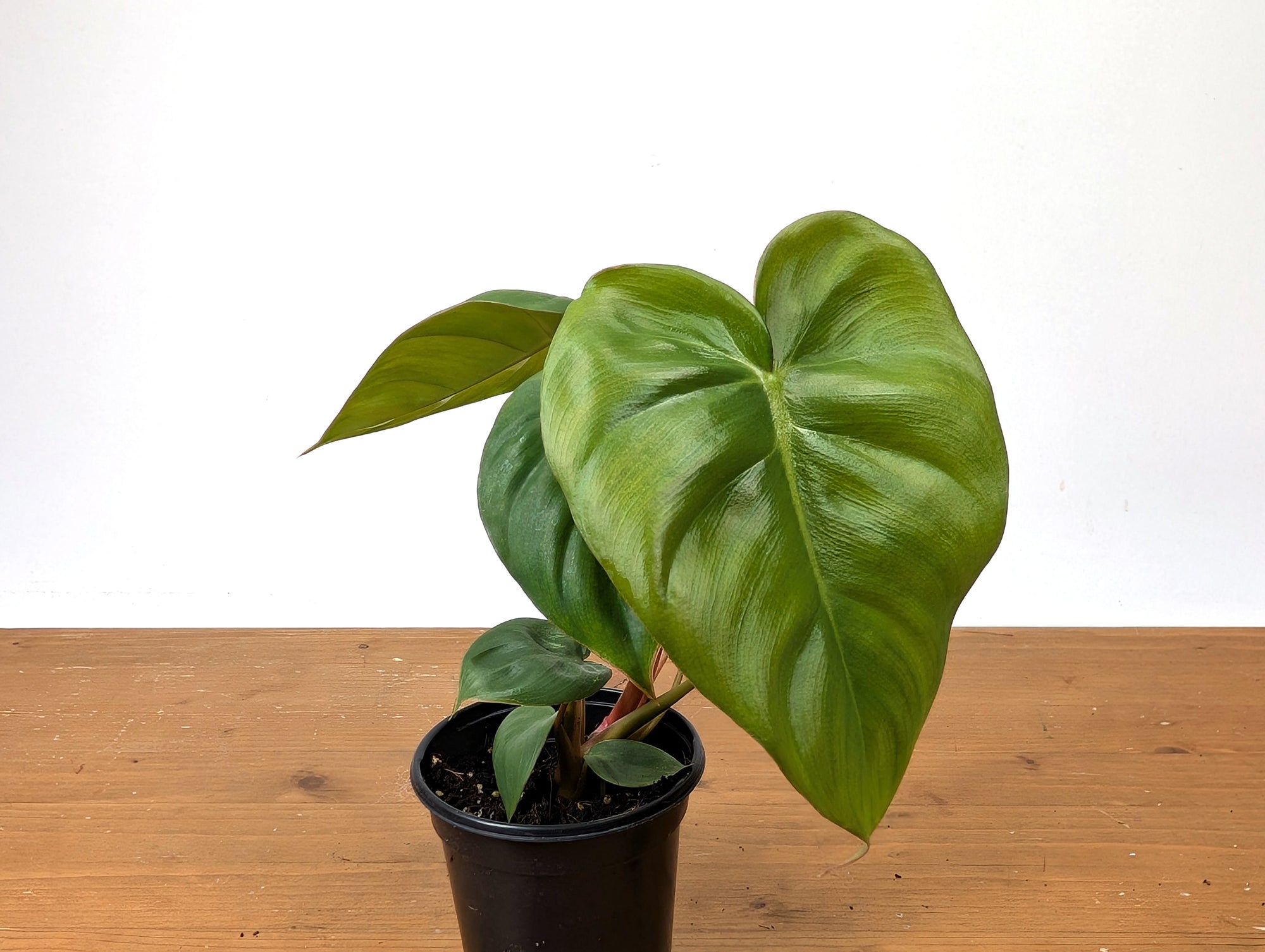 Philodendron Billienum (billietiae x pastazanum) – Plantamani Plants