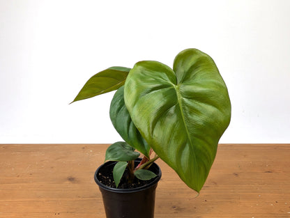 Philodendron Billienum | Billietiae x Pastazanum