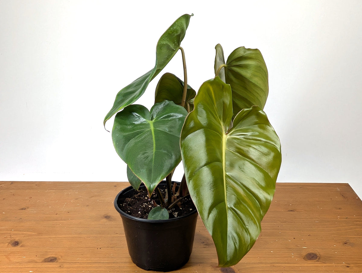 Philodendron Billienum (billietiae x pastazanum)
