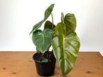 Philodendron Billienum (billietiae x pastazanum)